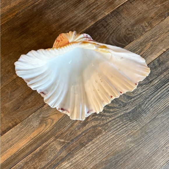 Vintage Large Bear Paw Clam Shell - Picture 9 of 12